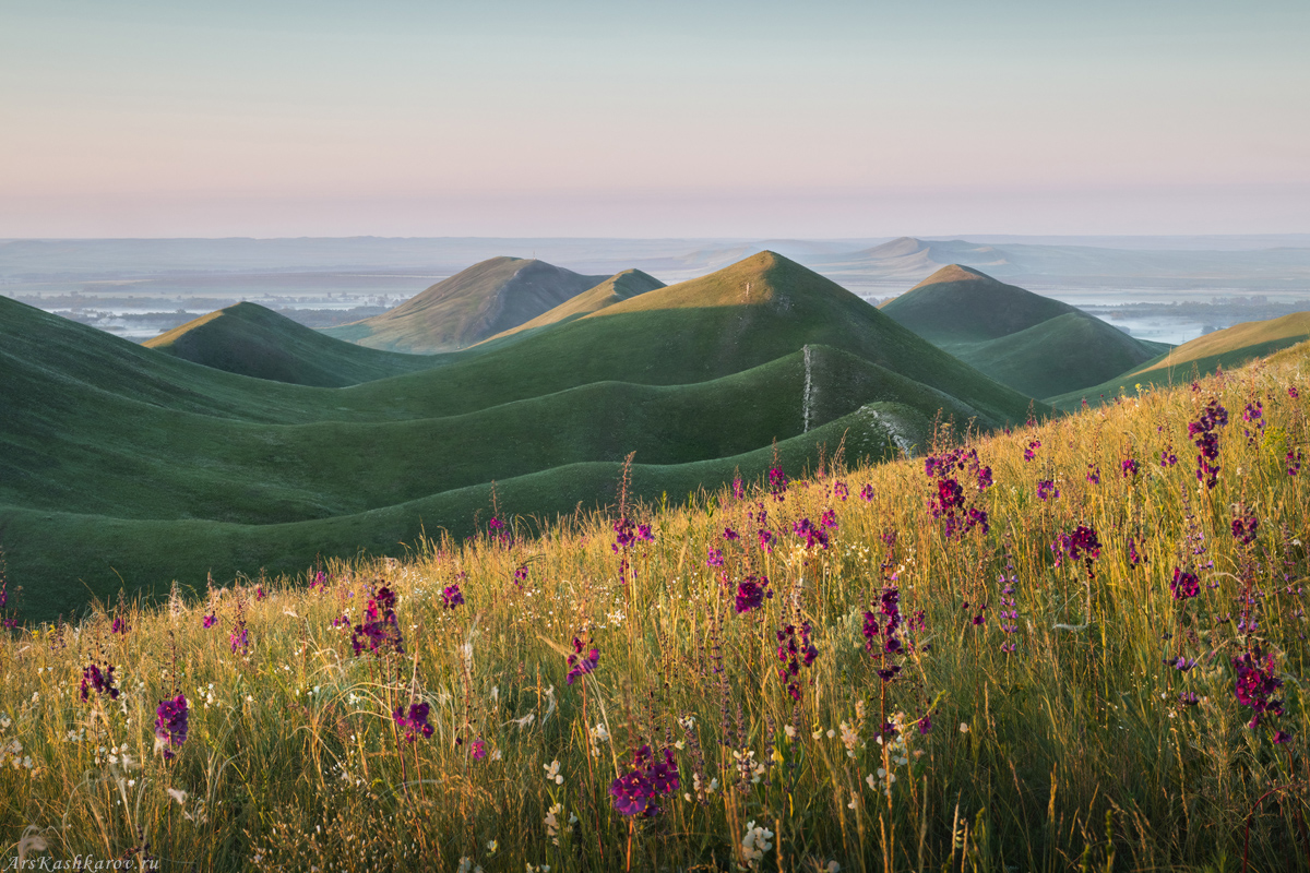 "Цветет коровяк"