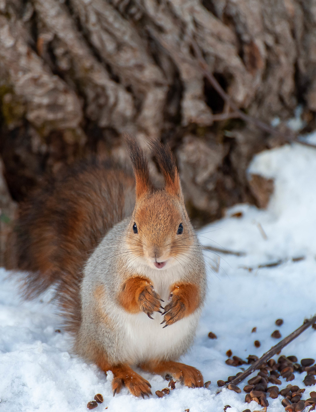 Белка-улыбака.