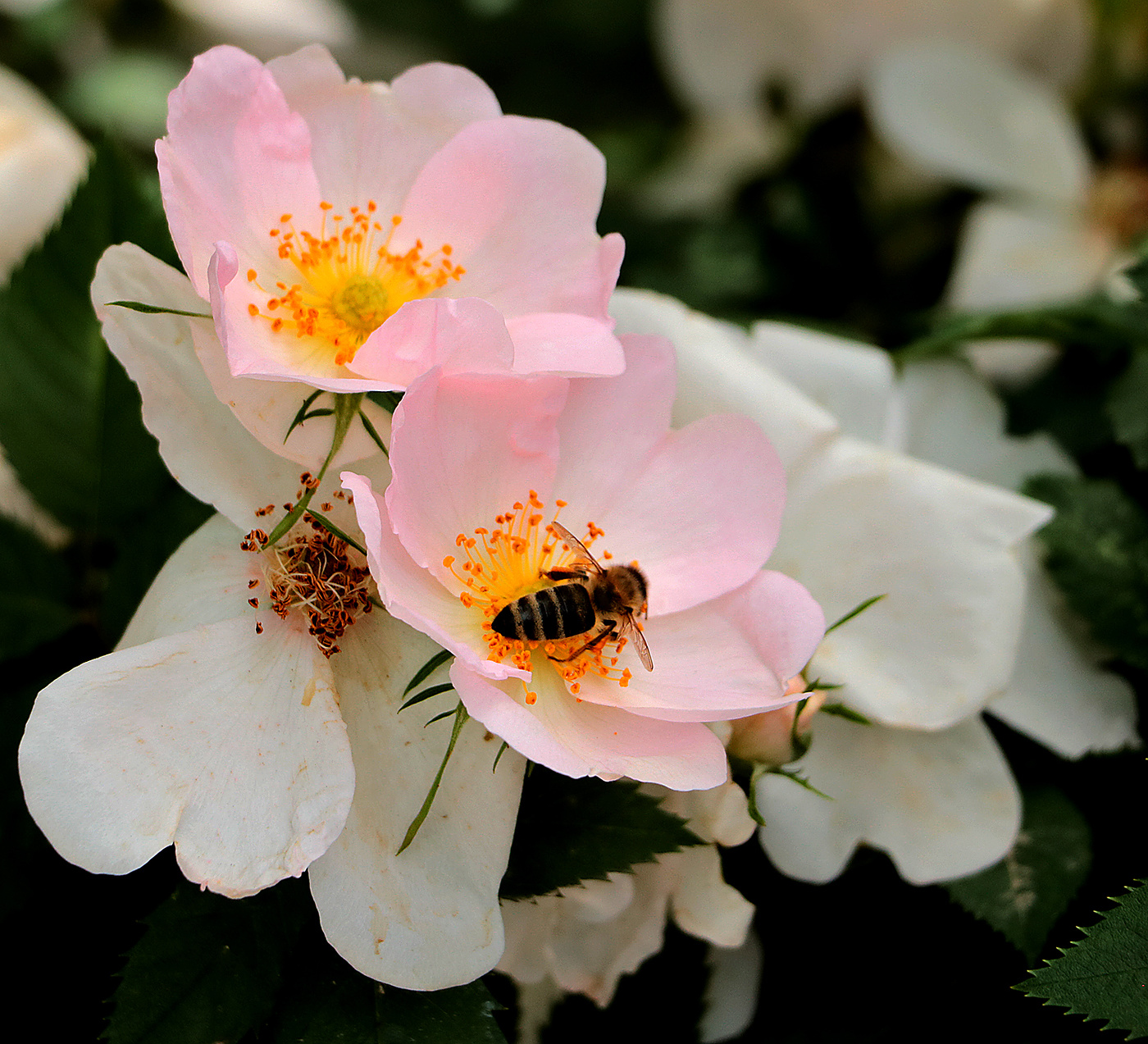 С наступающим весенним праздником!