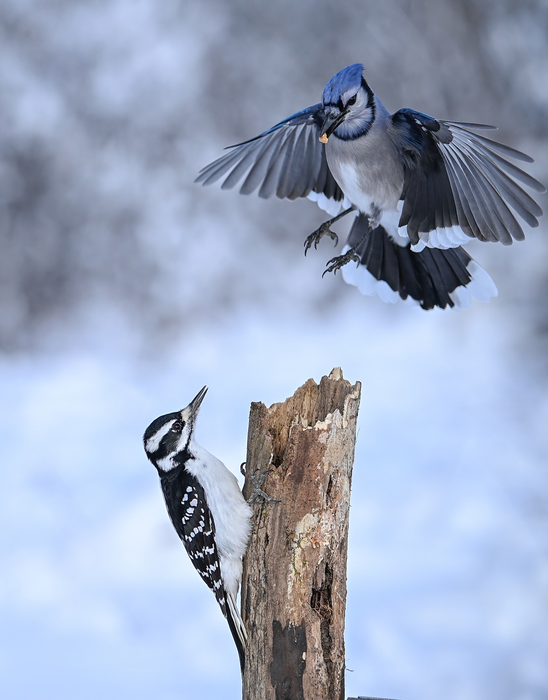 Blue Jay vs. Hairy woodpecker (female)