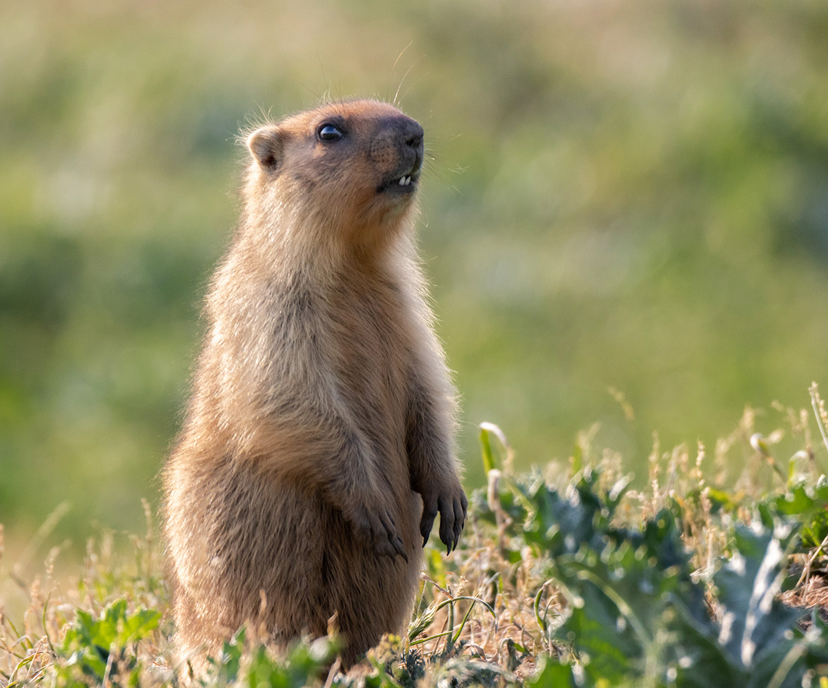 Маникюр сушит