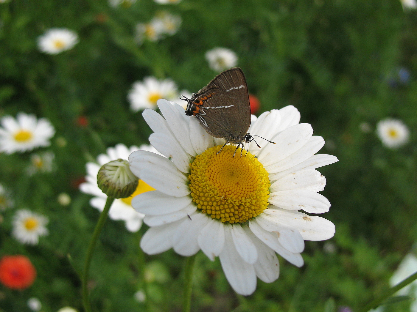 Бабочка в цветах