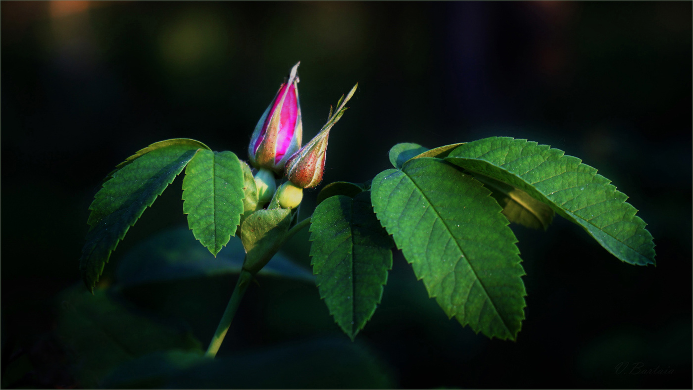 Бутончики дикого шиповника