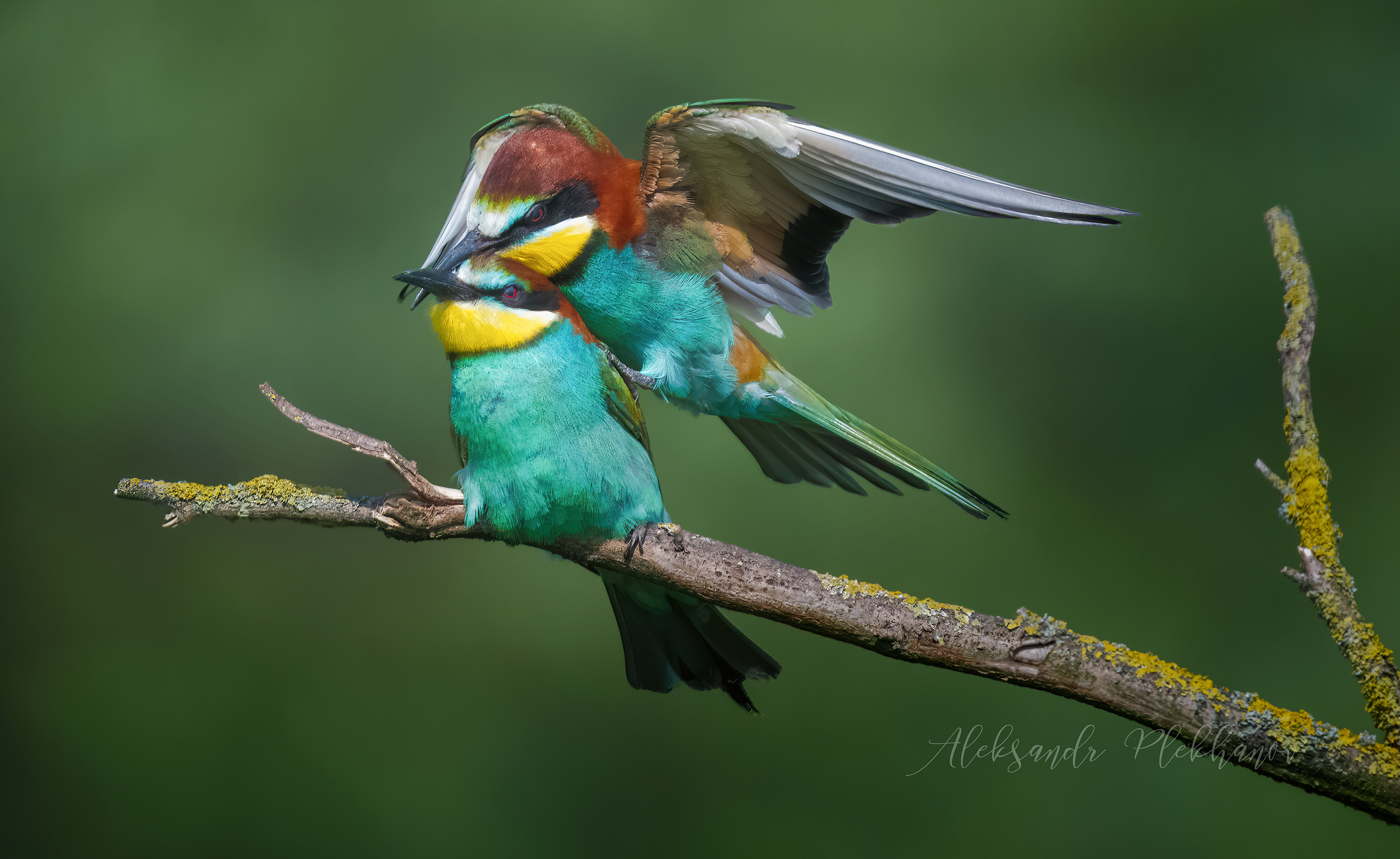 Воздушный поцелуй