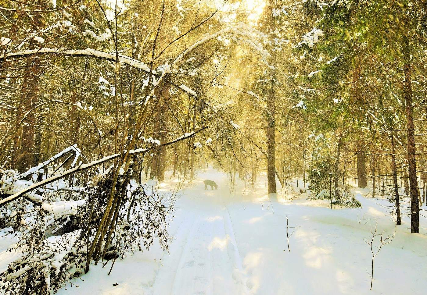 "Отдать свои права не спешит еще зима..."