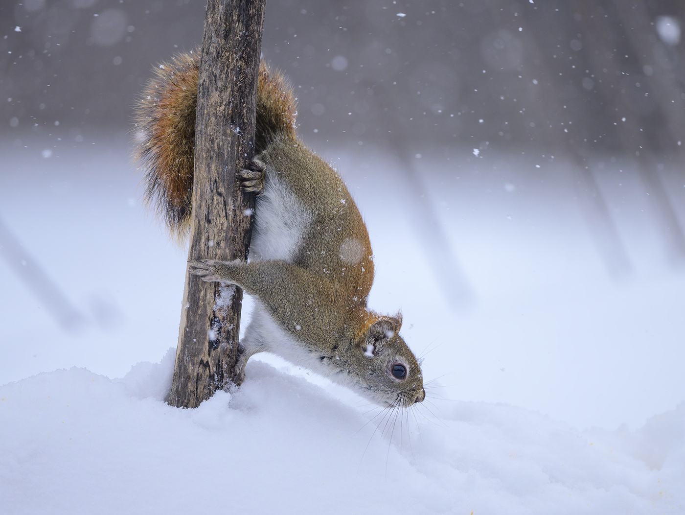 American red squirrel
