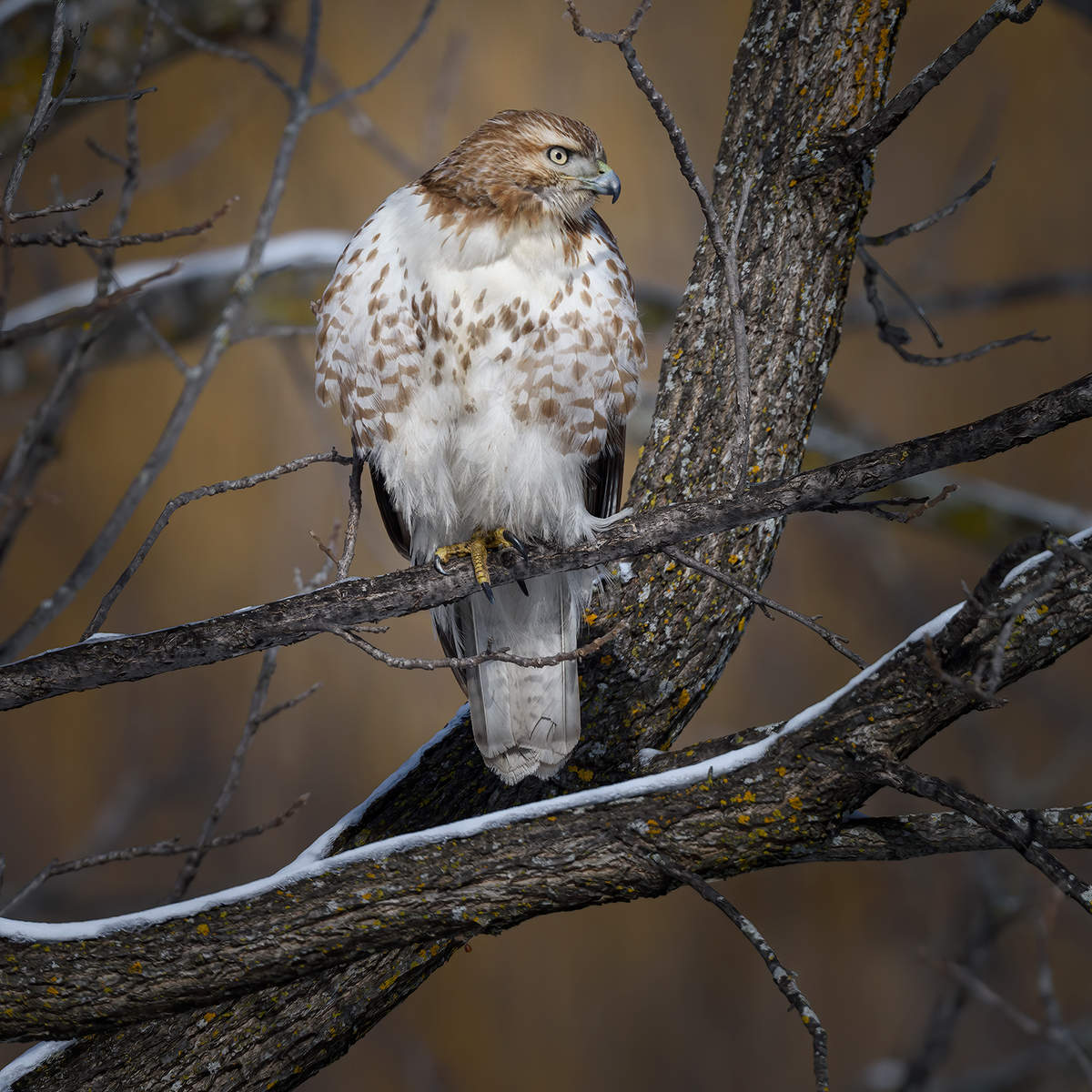 Red-tailed hawk