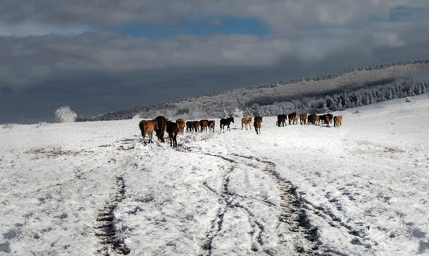 Идём всегда ему вослед