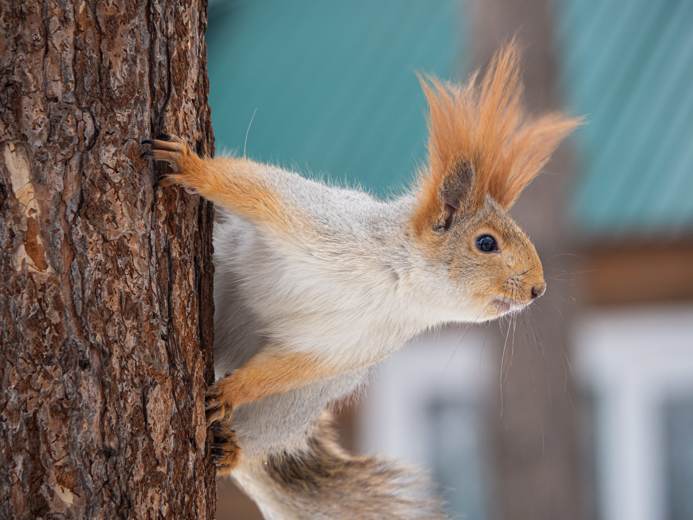 Пора бы к парикмахеру