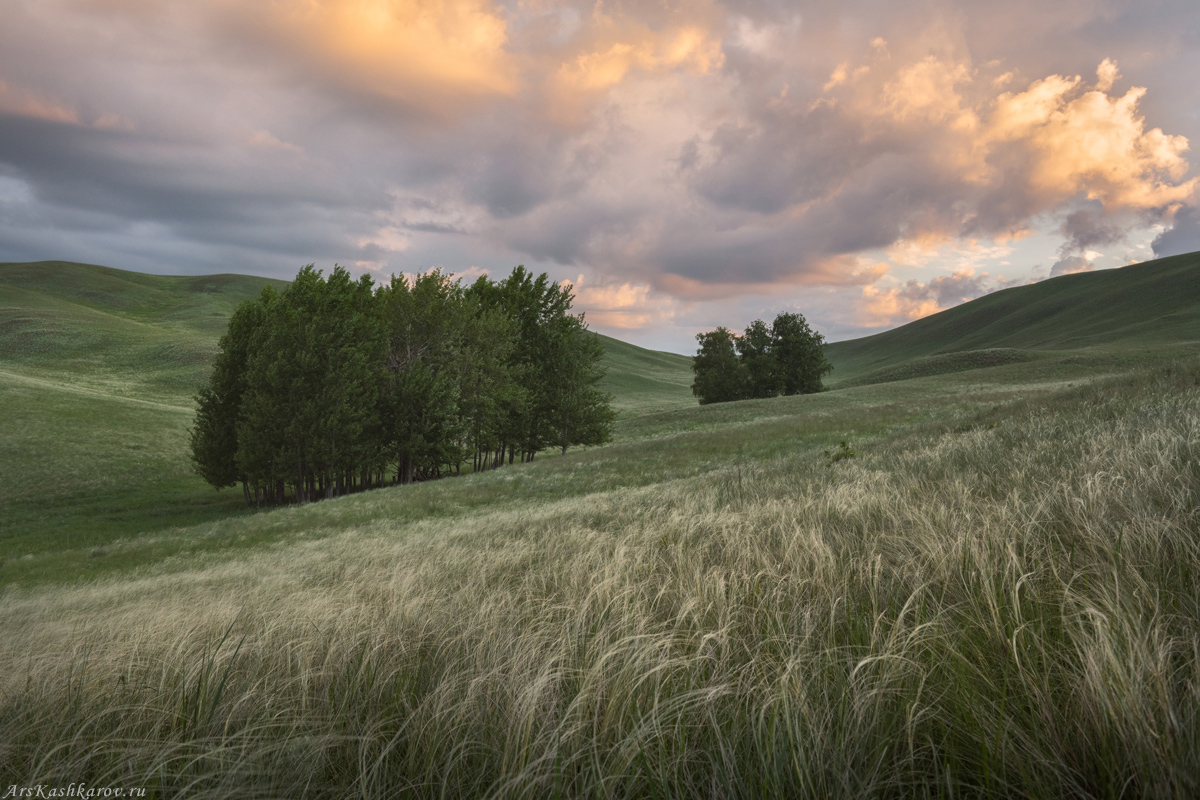 "Деревья в степи"