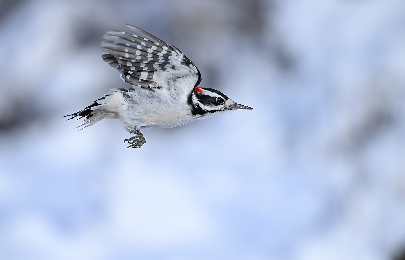 Hairy woodpecker (male)