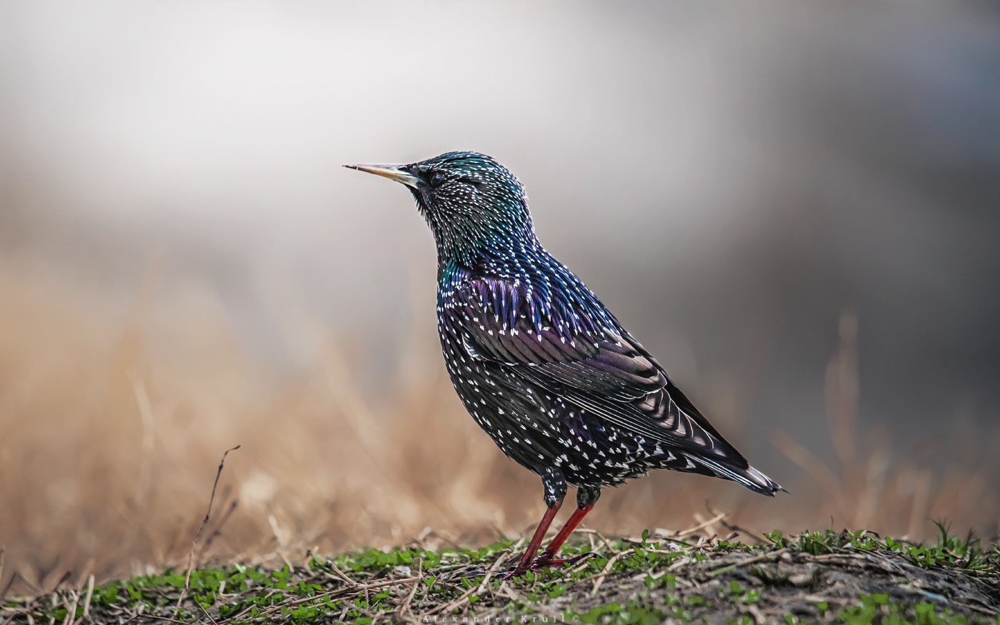 Гонец весны