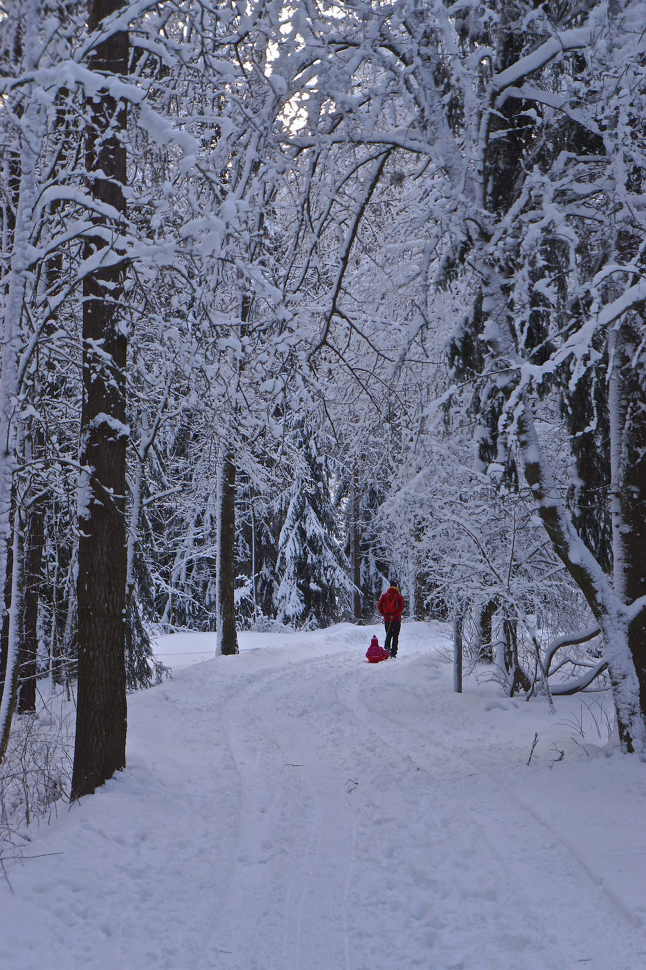 Санок свежий след
