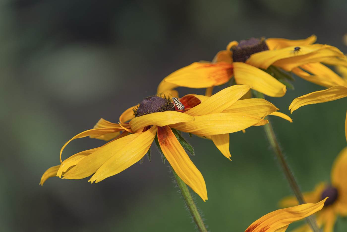 Стремление...