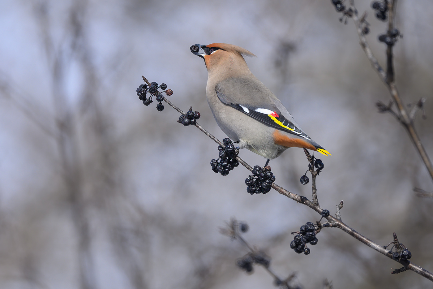 Bohemian waxwing