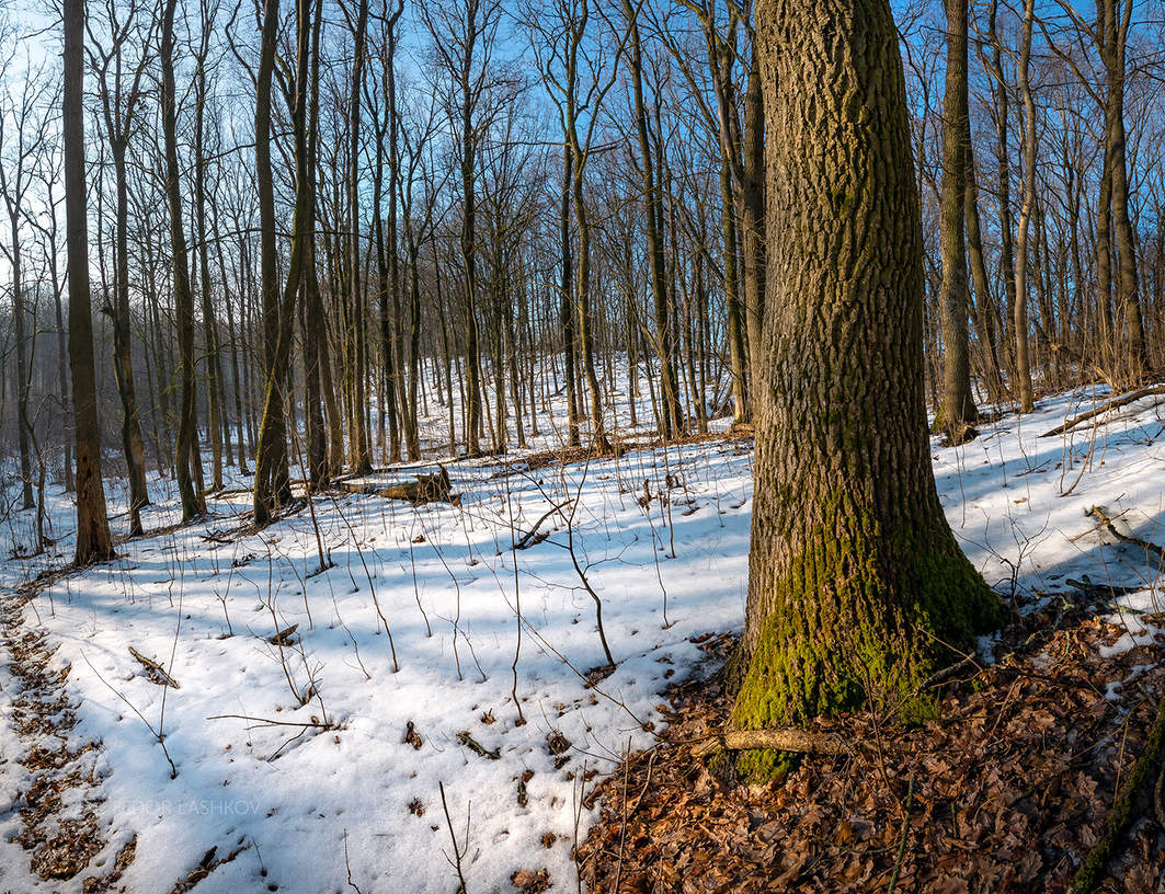 Мартовский лес
