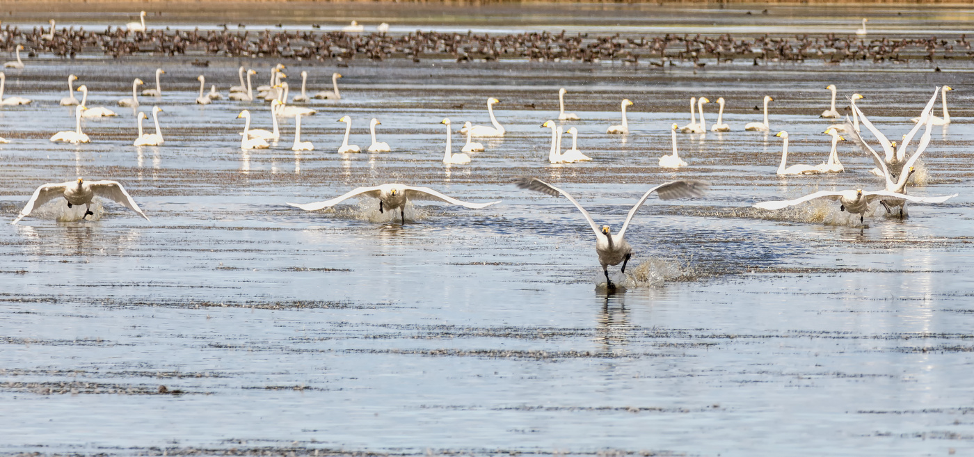 посторонись....!!!