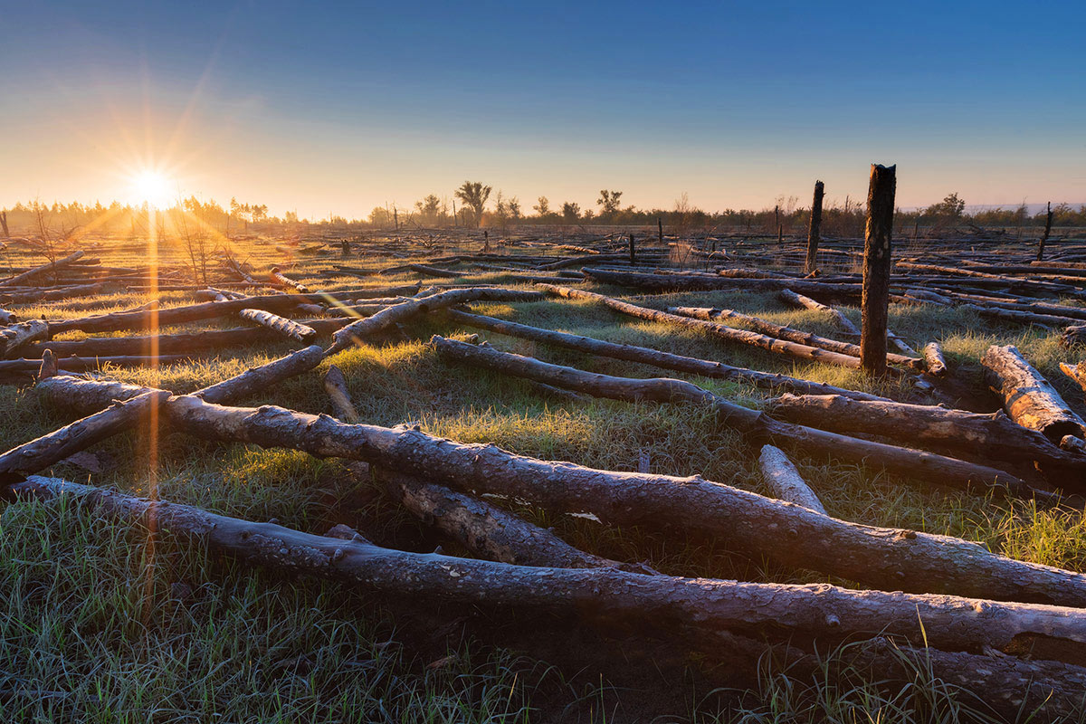 Печальное утро в сосновом бору