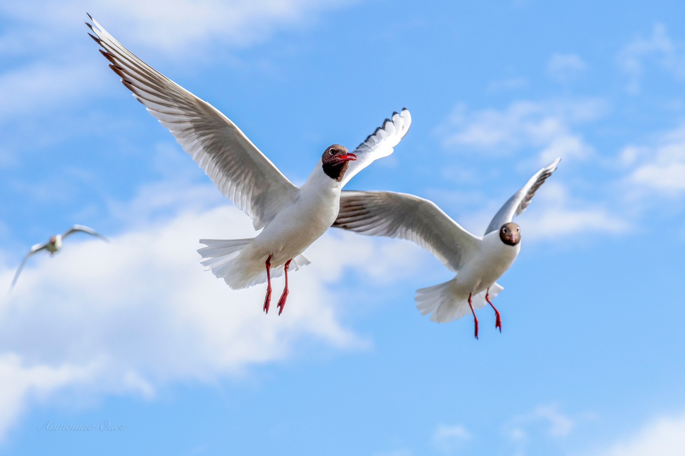 Петергофские чайки.