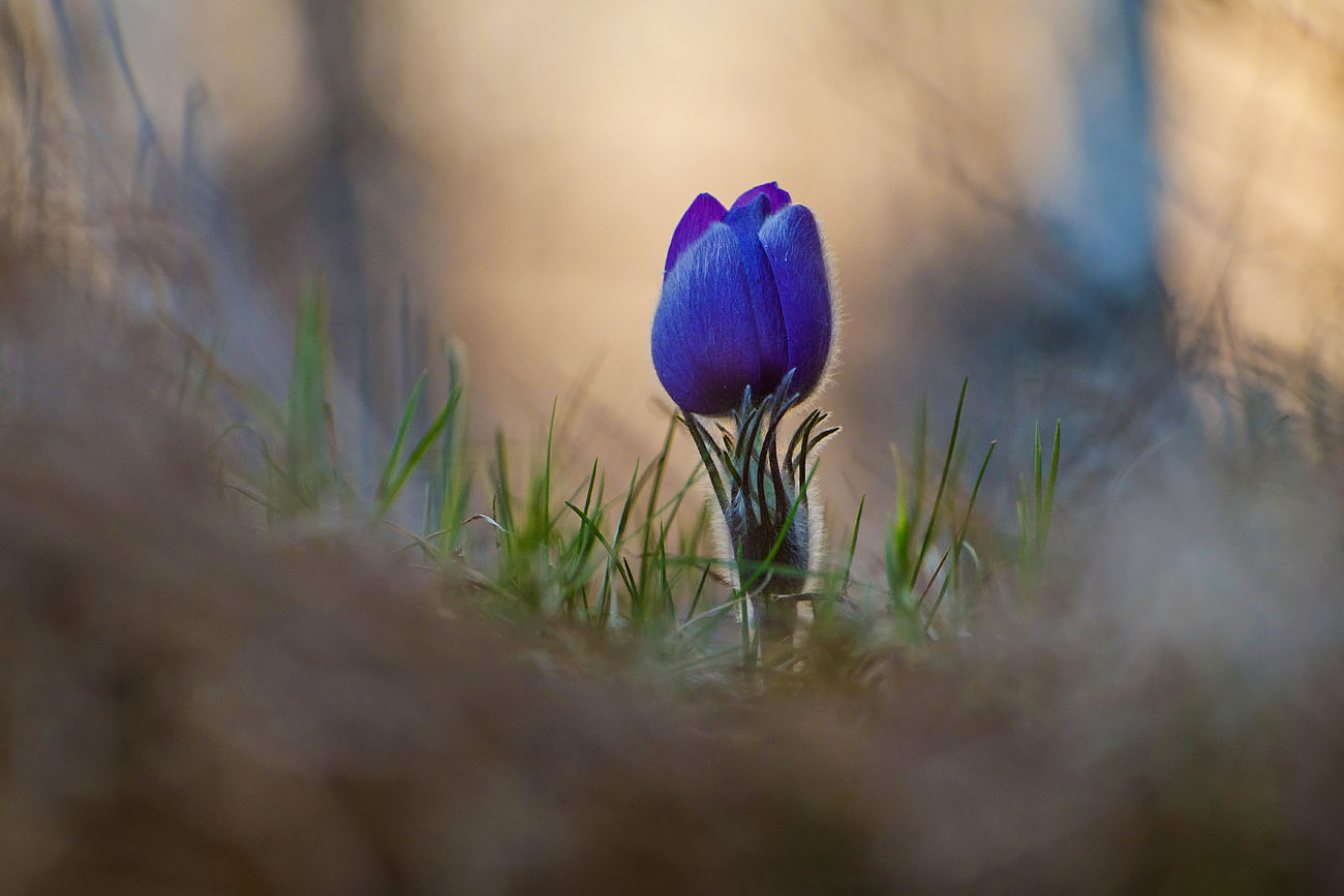 Синий бутон