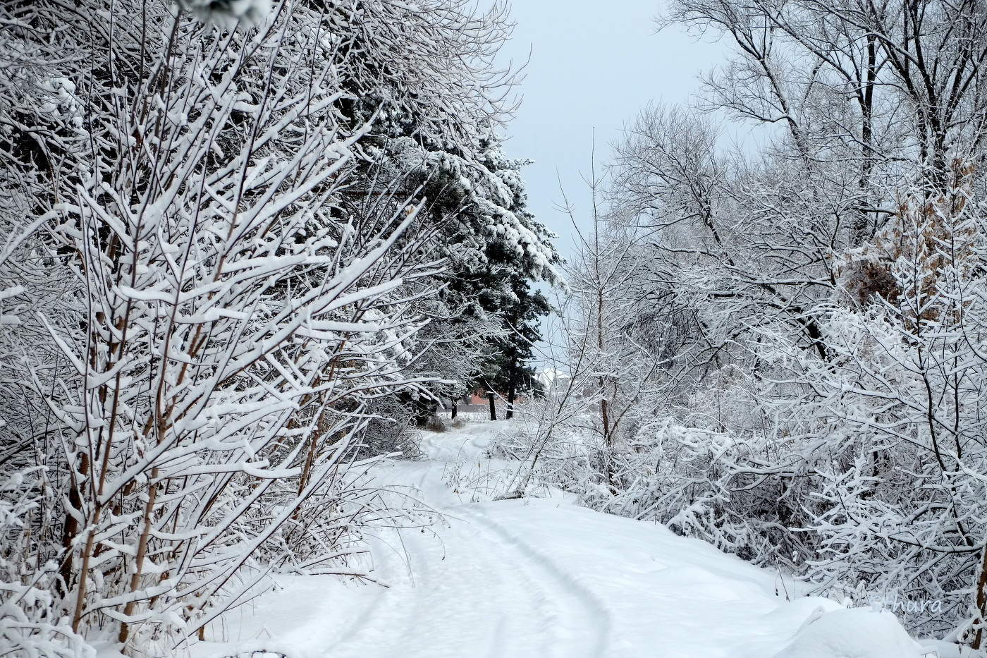 Дорога из леса.