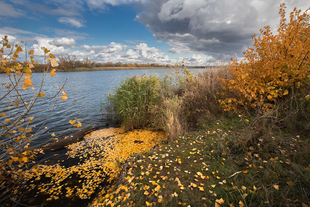 Октябрь уж наступил — уж роща отряхает последние листы с нагих своих ветвей...