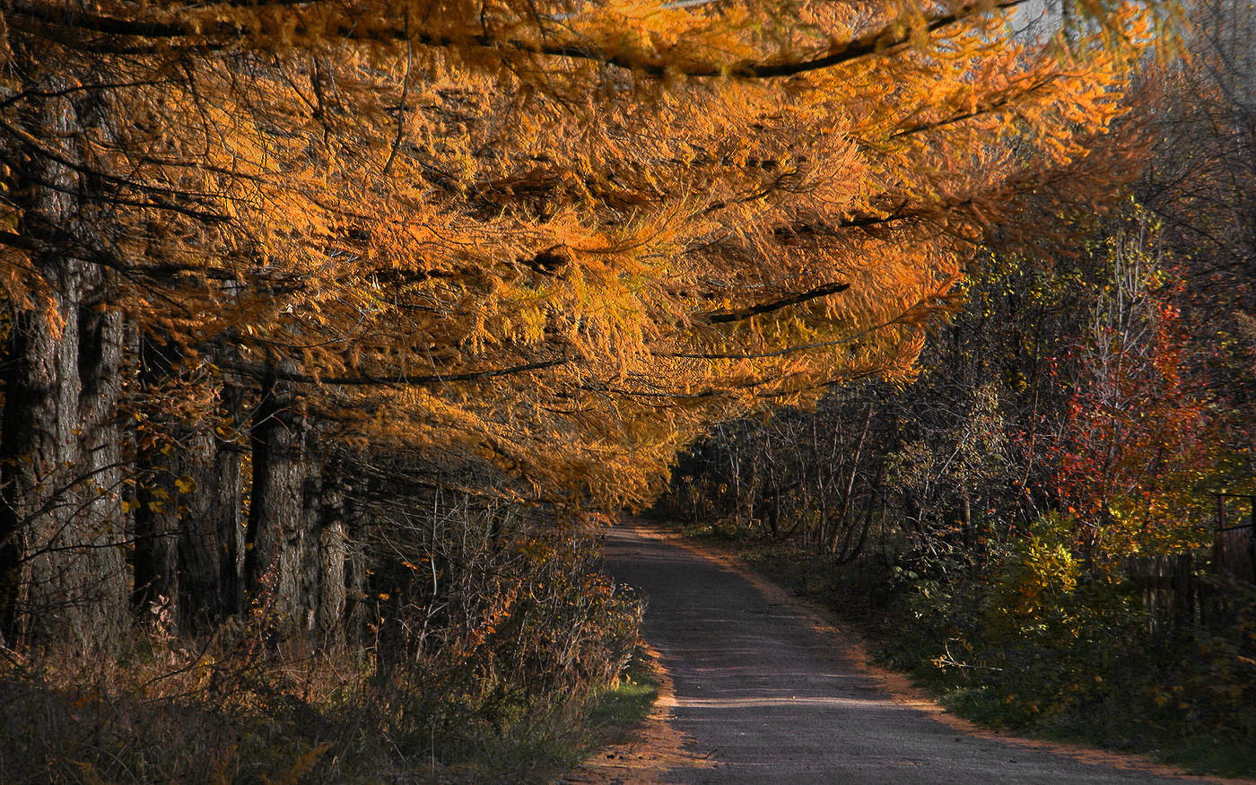 Под пологом рыжих ветвей