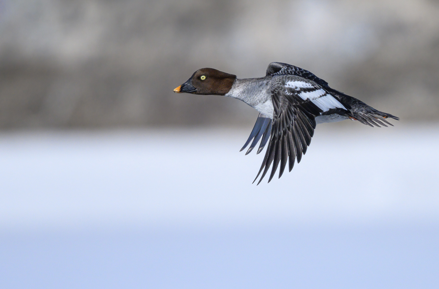 Common goldeneye (female)