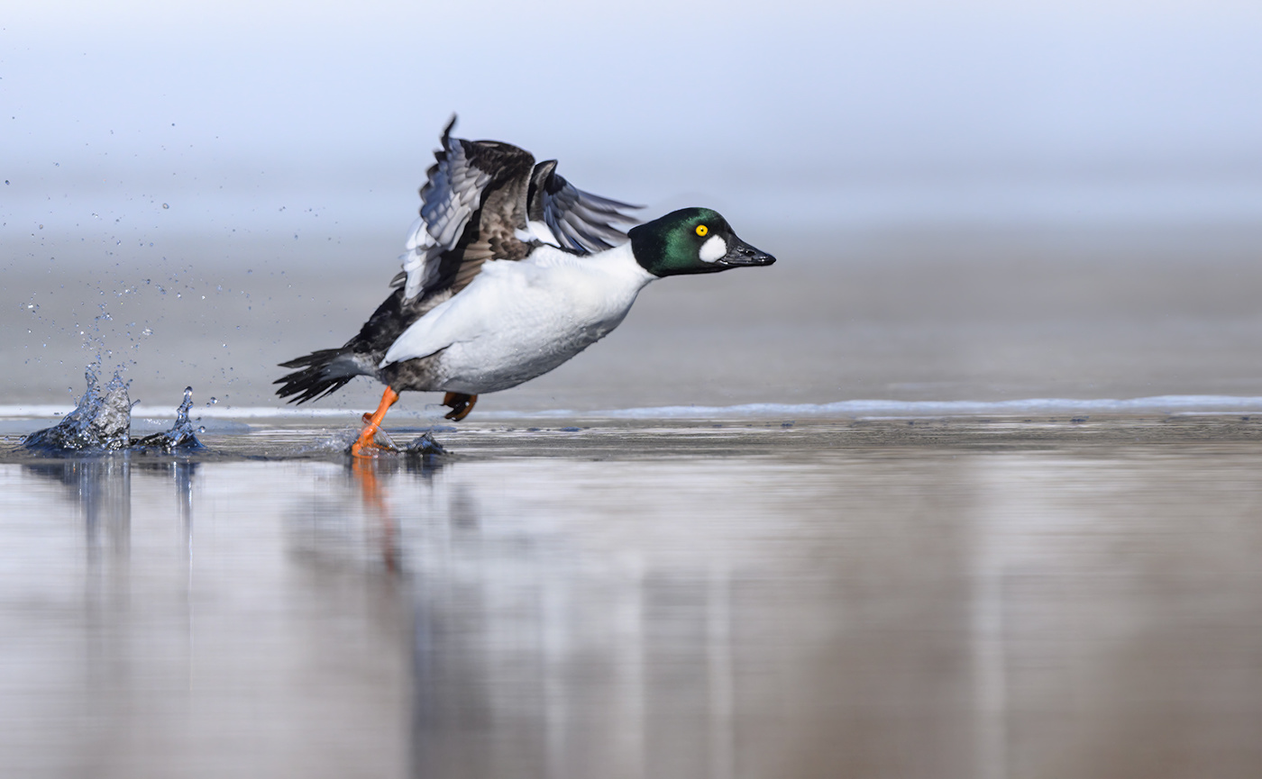 Common goldeneye (male)
