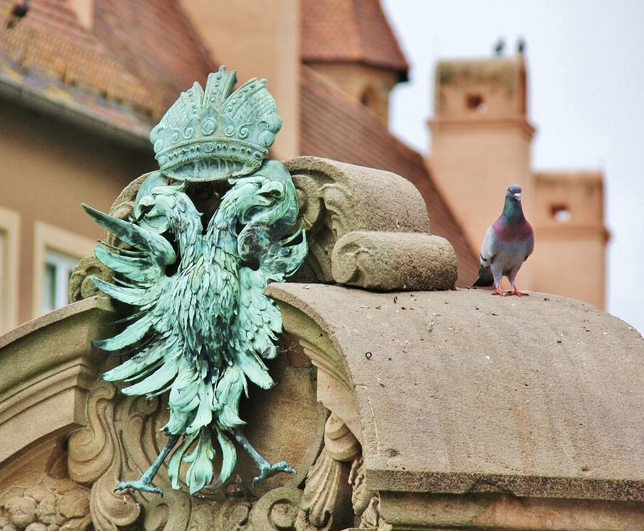 Птицы бывают разные…