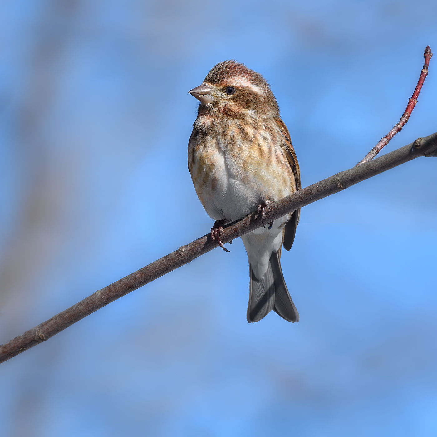 Purple Finch (female)
