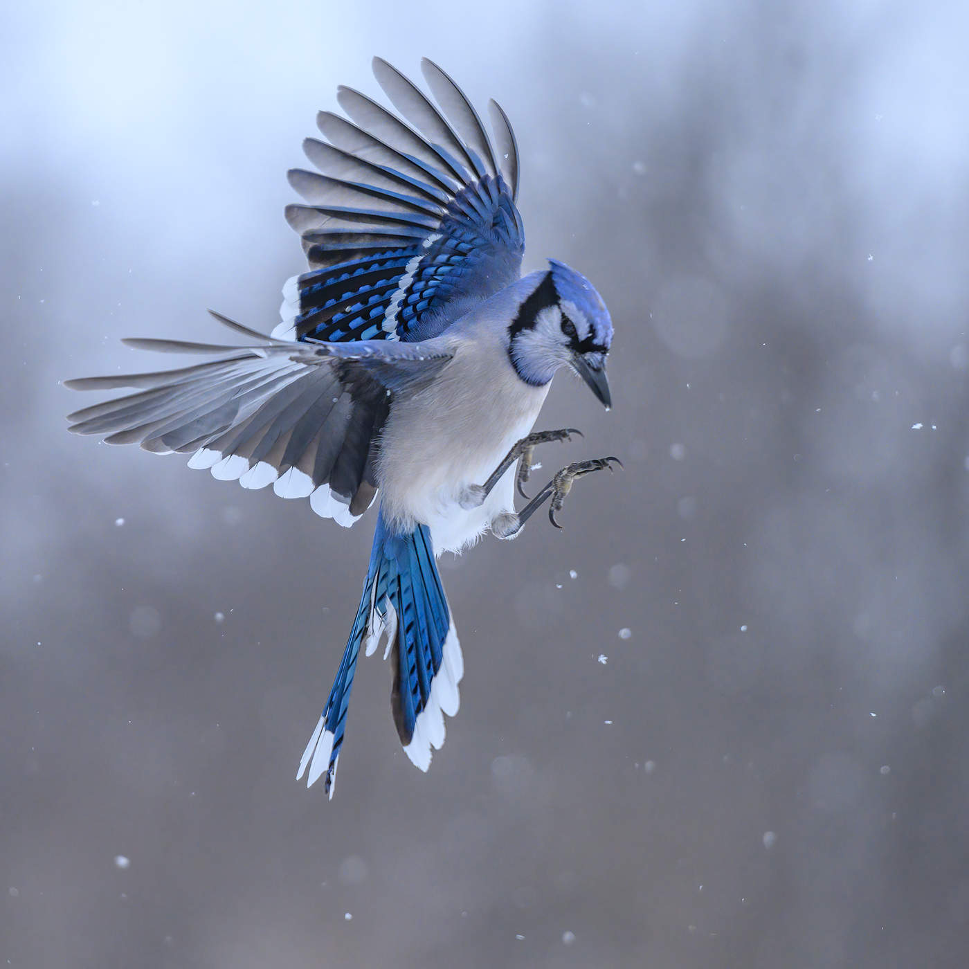 Blue jay