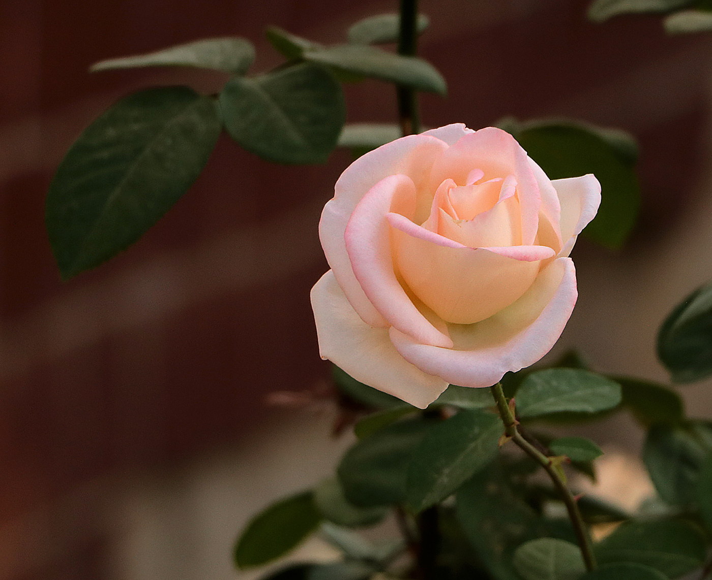 Мисс Нежность