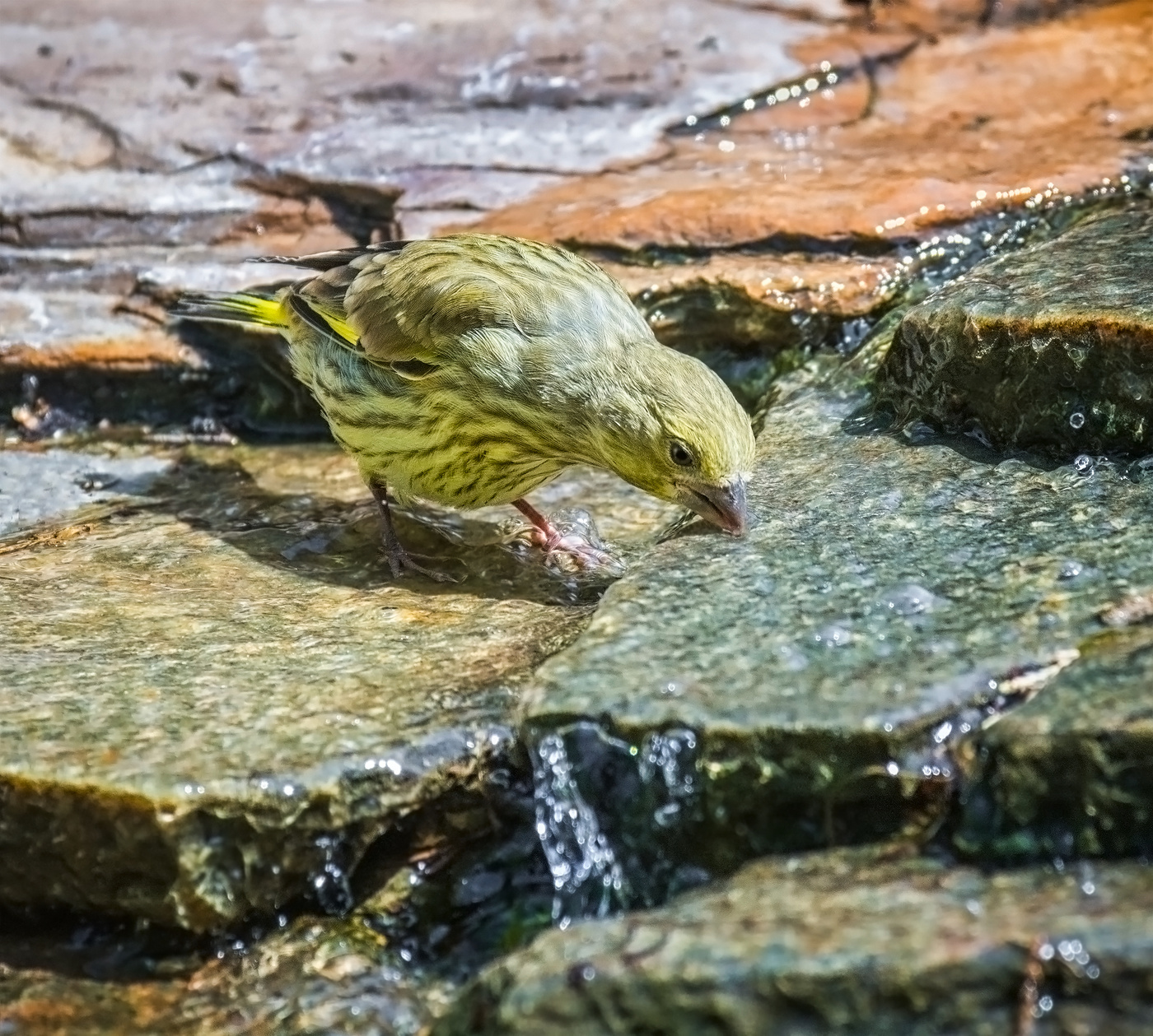 пить, пить..!