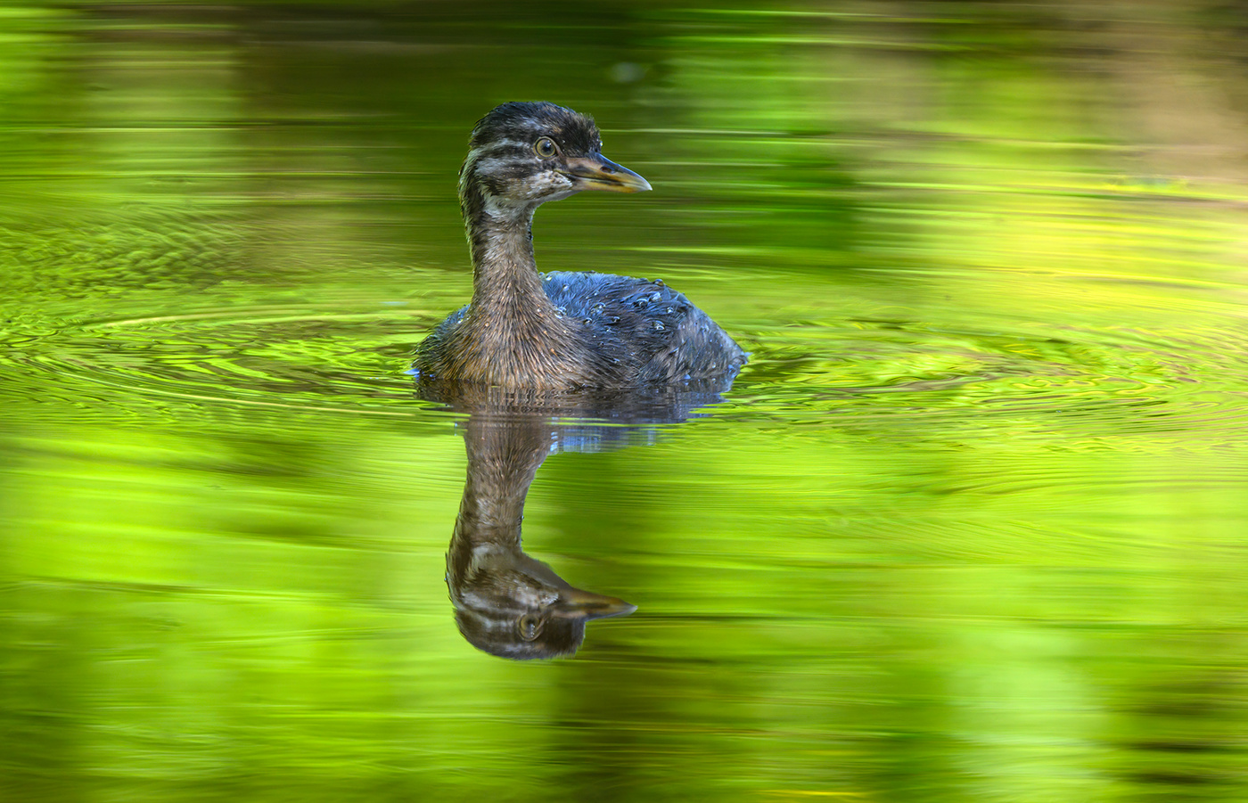 Pied-billed grebe