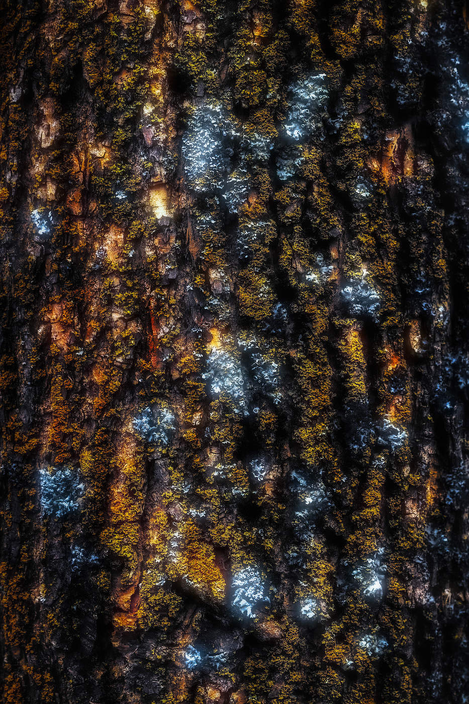 Лесной ковёр...