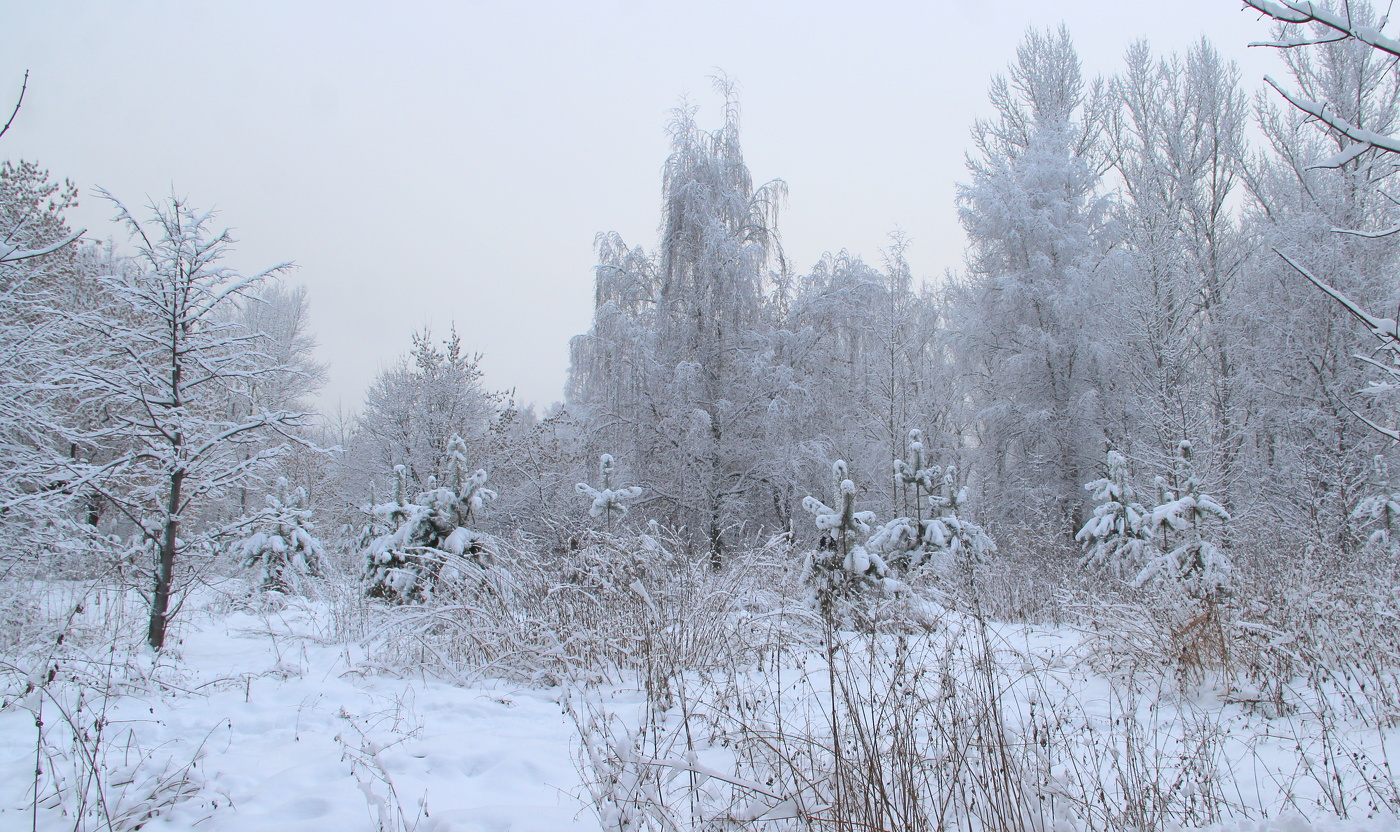 Зимний пейзаж.