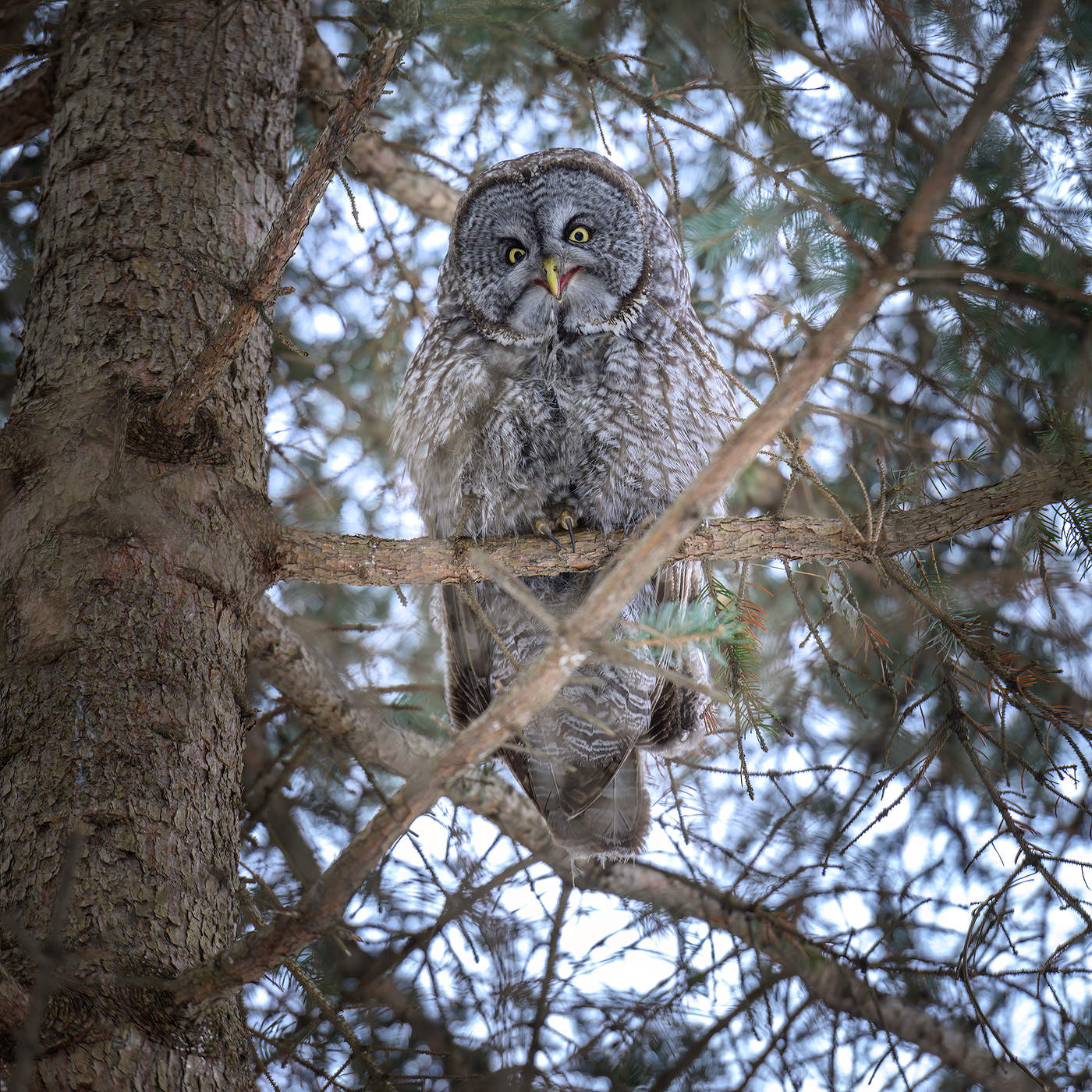 Great Gray Owl