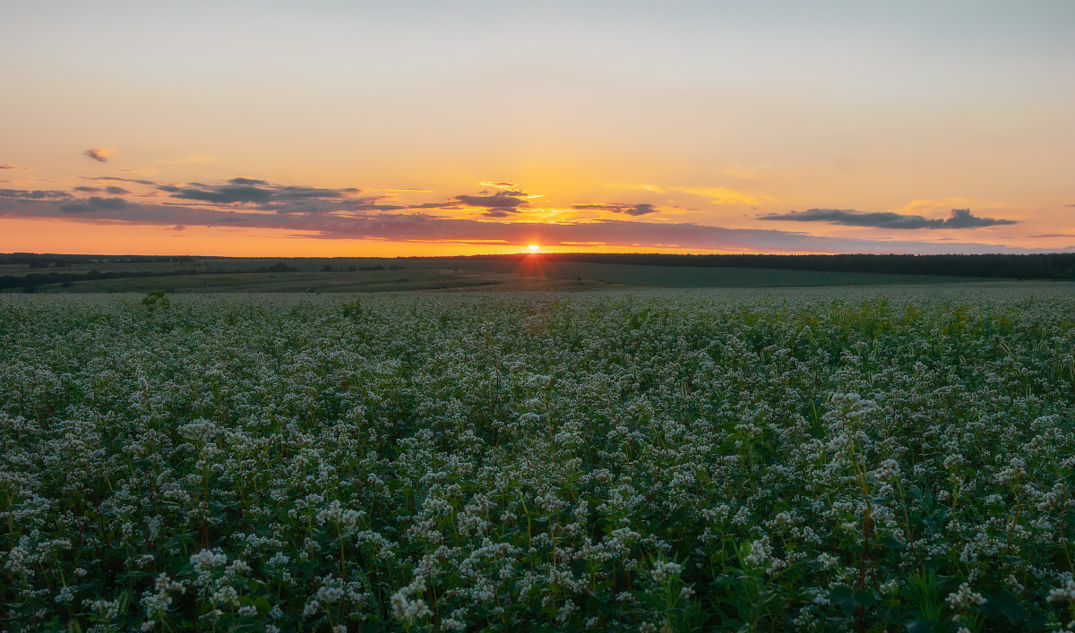 Цветет гречиха