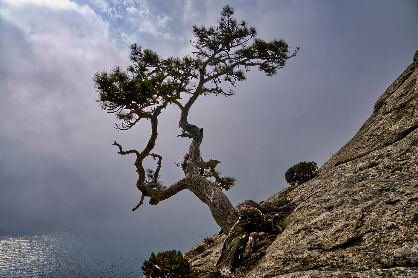 Судакская сосна