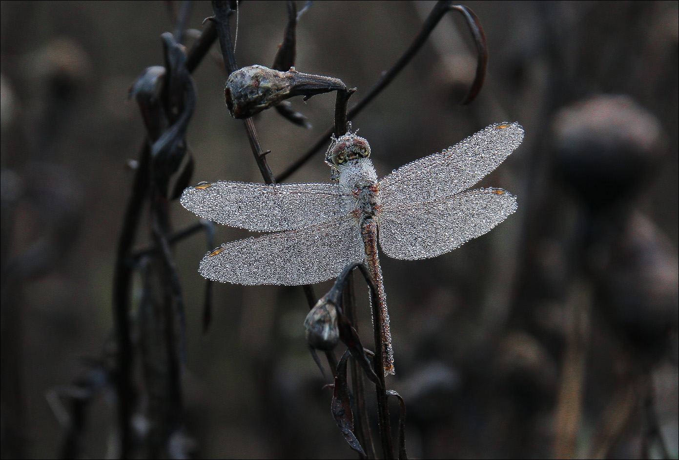 सुबह की ओस में जमे हुए ड्रैगनफ्लाई
