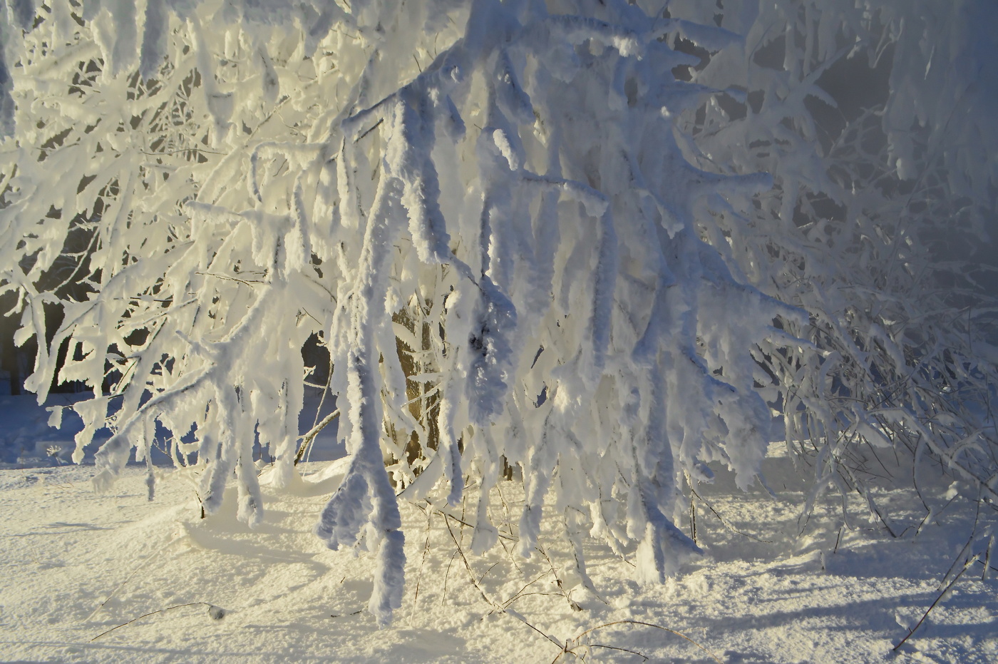 у зимы в гостях