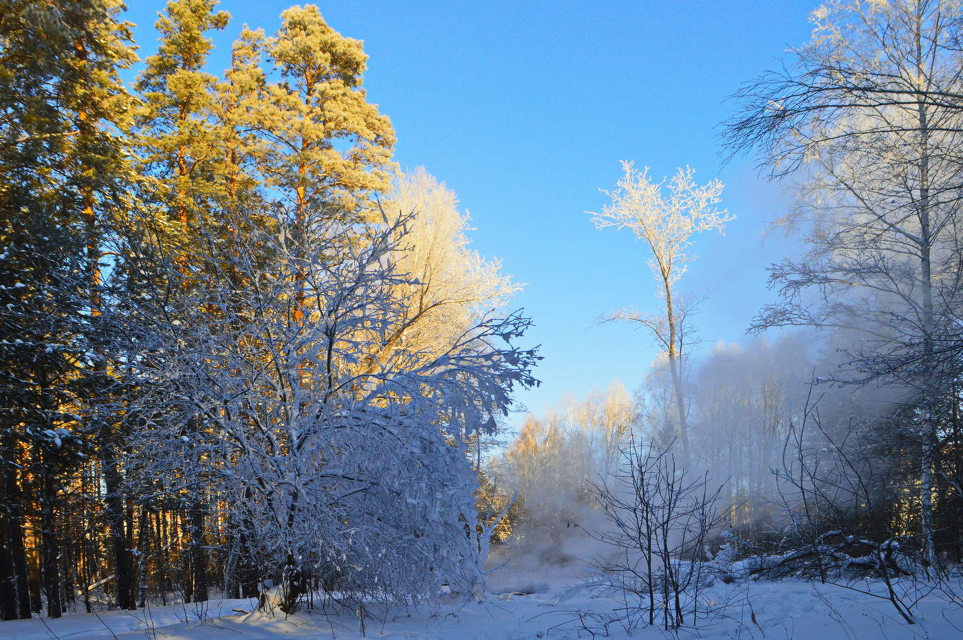 краски января