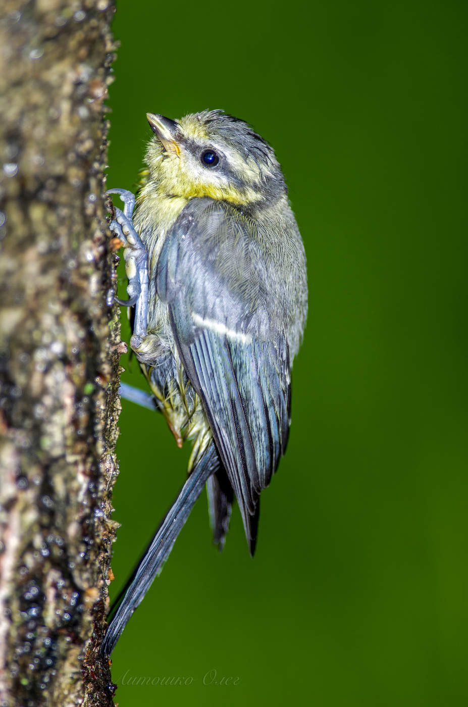 Во время дождя.