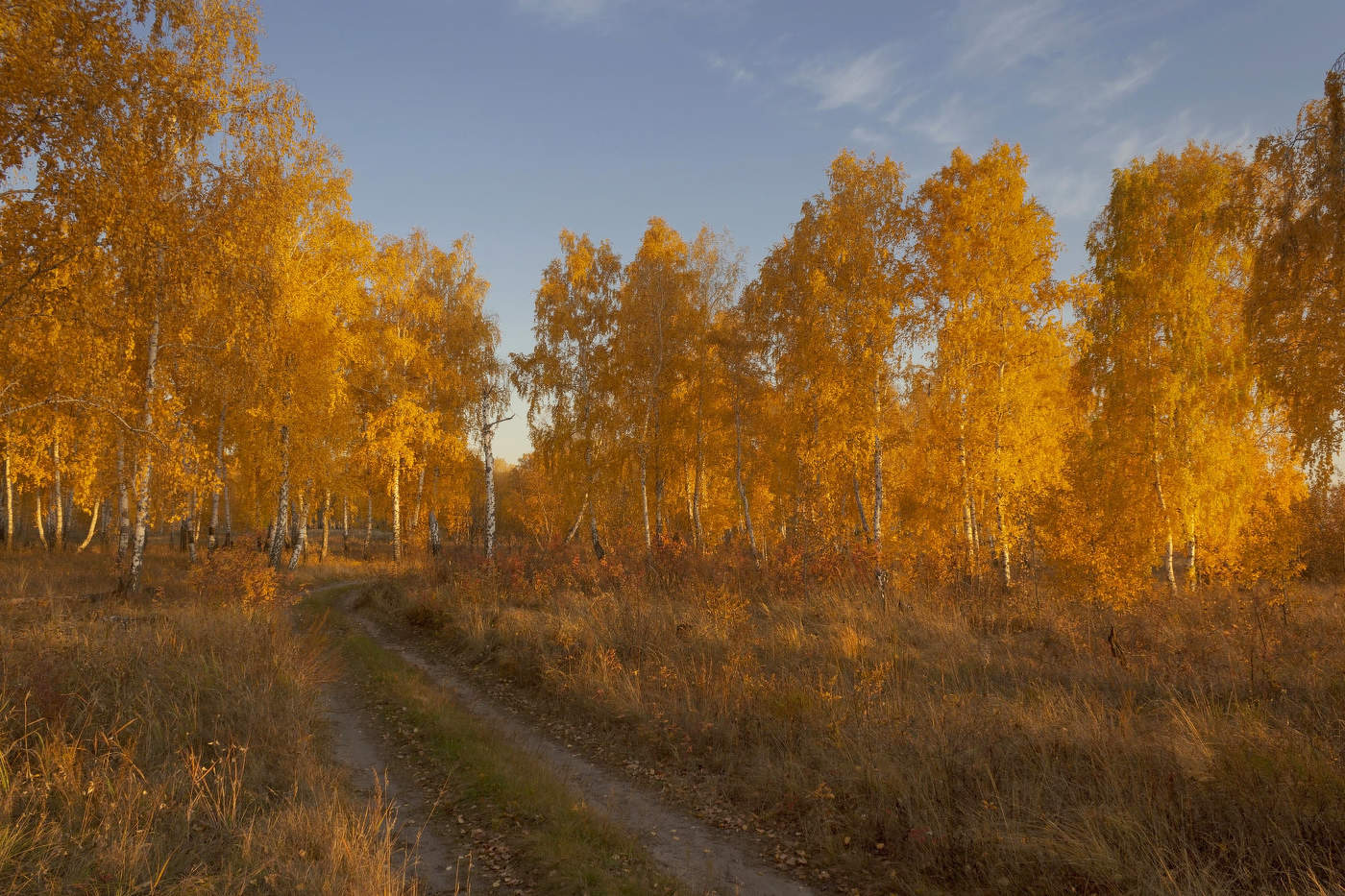 Березовая роща
