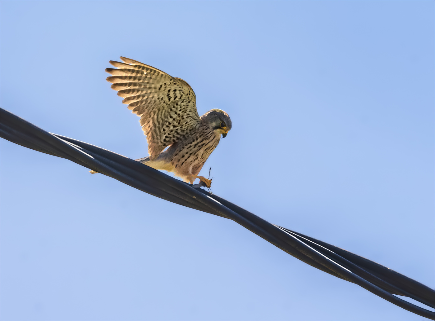 "Птичку жалко"