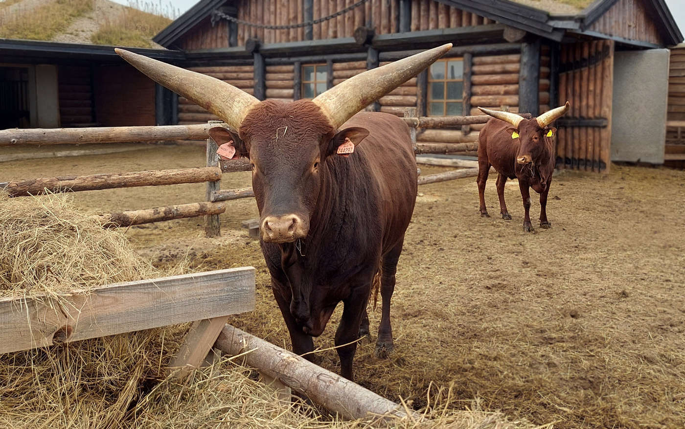 Африканские коровы на белорусском подворье.