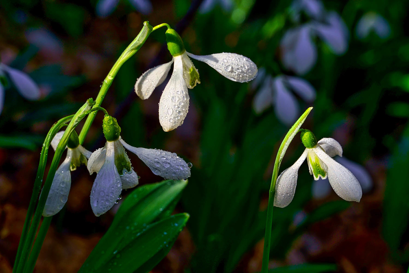 Подснежник складчатый