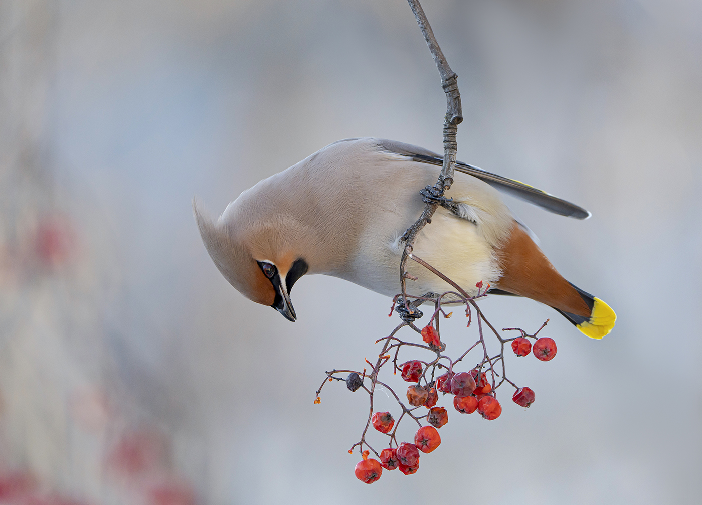 Свиристель