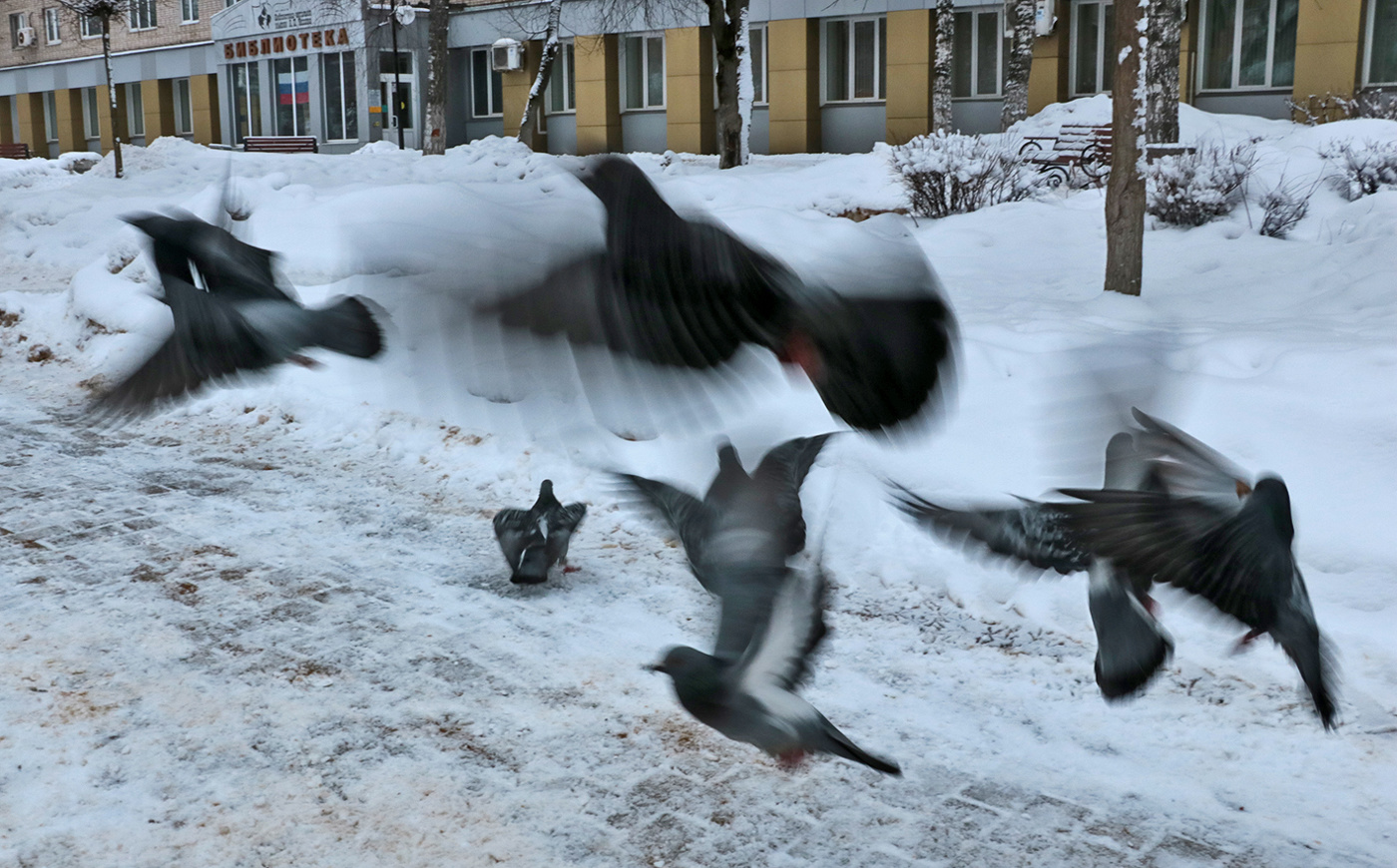 Голубиный переполох